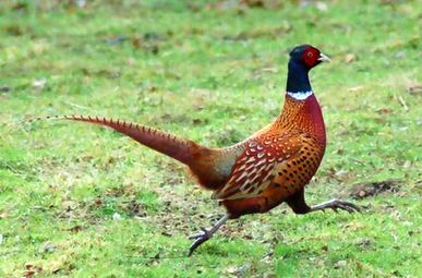 Pheasant