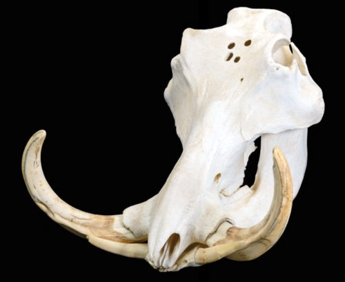 Warthog Skull