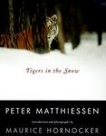 Tigers In The Snow