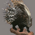 Porcupine Full Mount