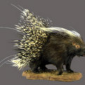 Porcupine Full Mount