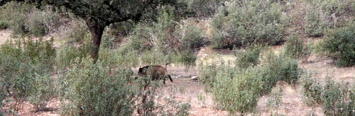 Portuguese Wild Boar Country