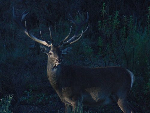Portuguese Red Deer