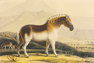 Quagga - Samuel Daniell Quagga - Samuel Daniell