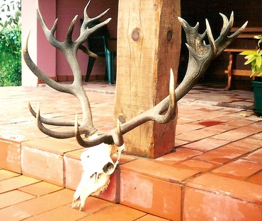 Red Deer Trophy