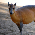 Red-Flanked Duiker