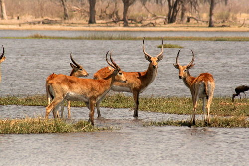 Red Lechwe