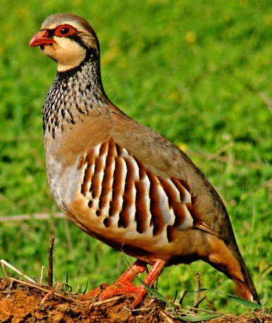 Red-Legged Partridge