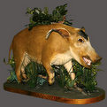 Red River Hog Full Mount