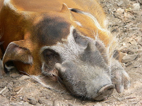 Red River Hog Boar
