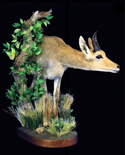 Mountain Reedbuck Half Mount