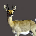 Reedbuck Full Mount