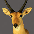 Reedbuck Shoulder Mount
