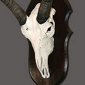 Reedbuck Skull Mount