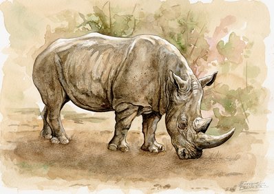Rhino Watercolor 2