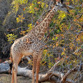 Rhodesian Giraffe
