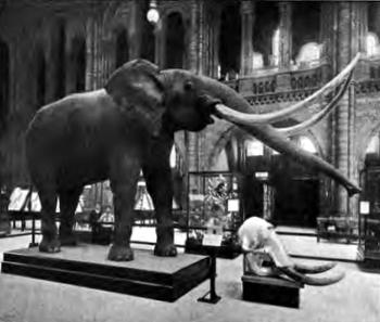 African Elephant African Elephant