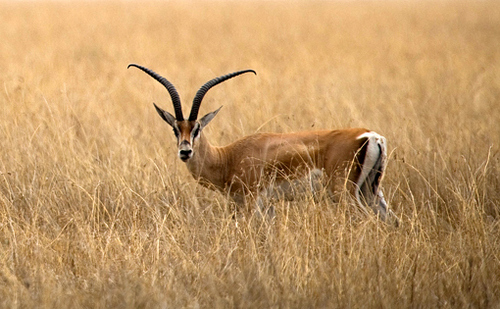 Robert's Gazelle
