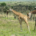 Rothschild's Giraffe
