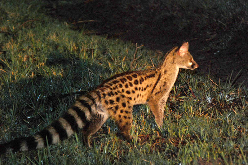 genet cat