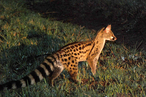 Rusty-Spotted Genet