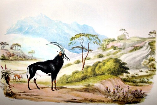 Sable Antelope Painting by William Cornwallis Harris