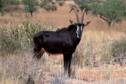 Sable Antelope Bull