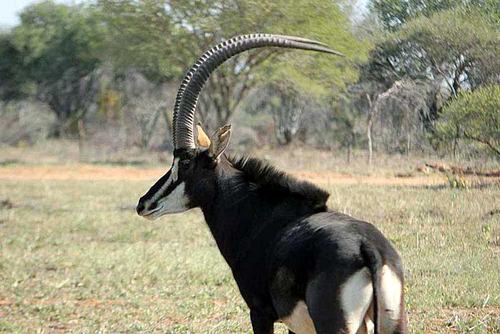 Sable Antelope Bull