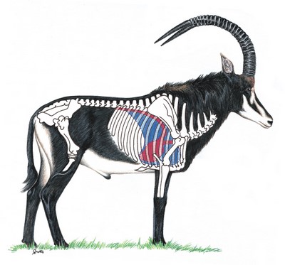 Sable Shot Placement