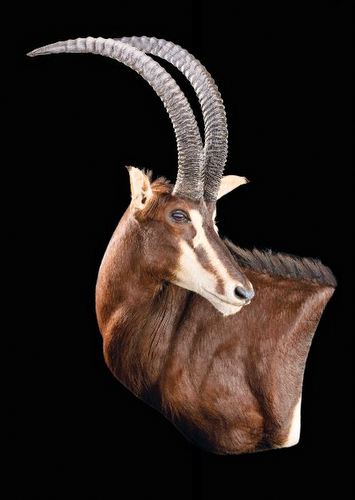 Sable Half Wall Mount