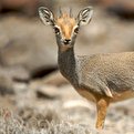 Salt's Dik-Dik