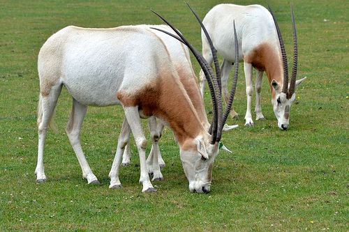 Scimitar-Horned Oryx