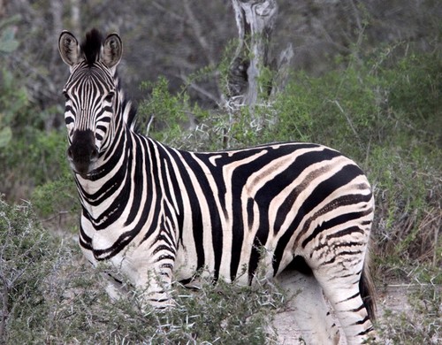 Selous' Zebra