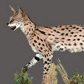 Serval Full Mount
