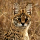 Serval