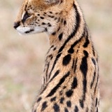 Serval