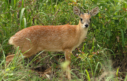 Sharpe's Grysbok
