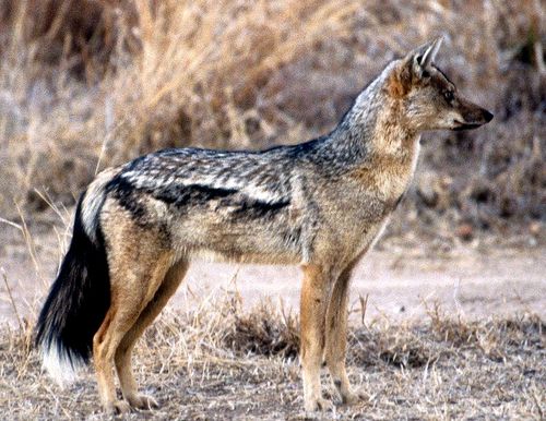 Side-Striped-Jackal