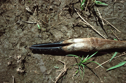 Sitatunga Hoof