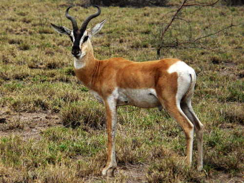 Soemmerring's Gazelle