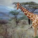 Somali Giraffe