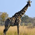 South African Giraffe