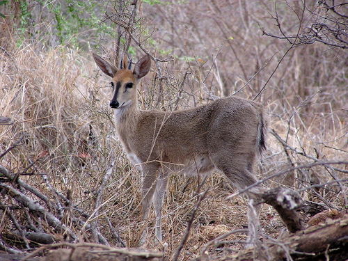 Southern Bush Duiker