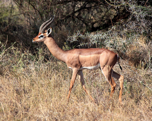 Southern Gerenuk