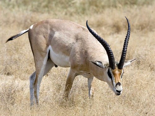 Southern Grant's Gazelle