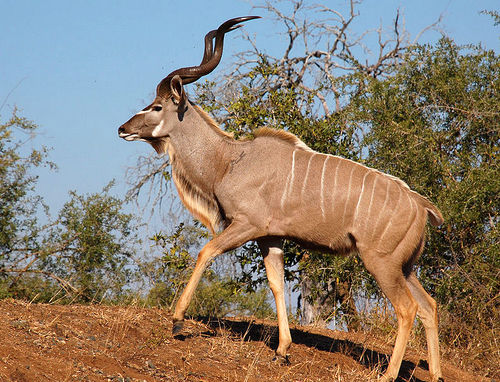 Southern Greater Kudu