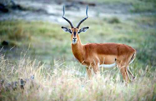 Southern Impala