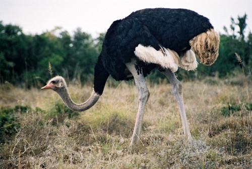 Southern Ostrich