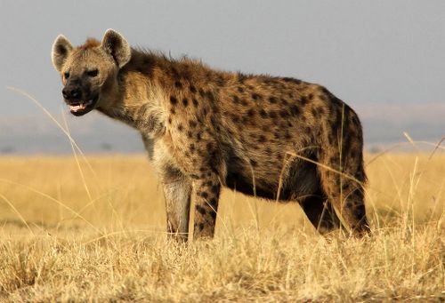 Spotted Hyena