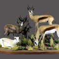 Springbok Full Mount